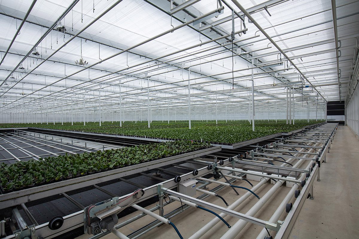 OK Plant opent nieuwe kas en bedrijfsruimtes
