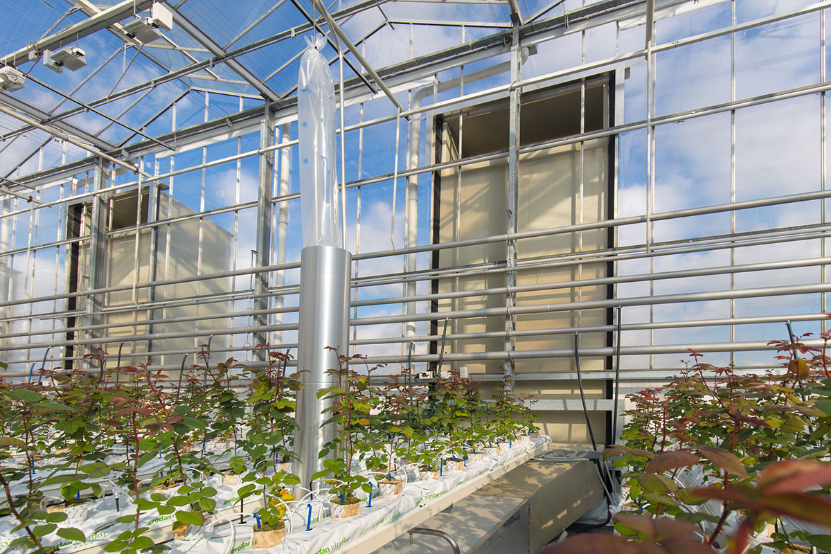 Bij Van der Drift Roses installeerde Technokas begin dit jaar luchtbehandelingskasten en slurven voor Het Nieuwe Telen