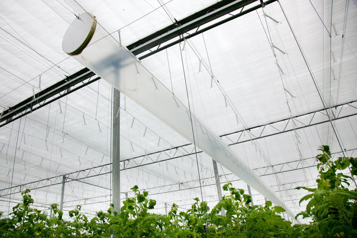 Technokas installeert systeem voor Het Nieuwe Telen op 7 hectare belichte tomatenkwekerij