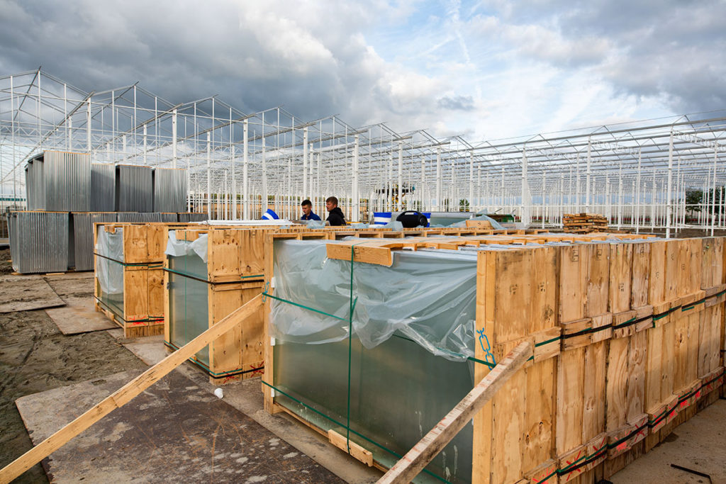 Door een perfecte planning konden de eerst planten al na 4 maanden in de kas worden gepoot.