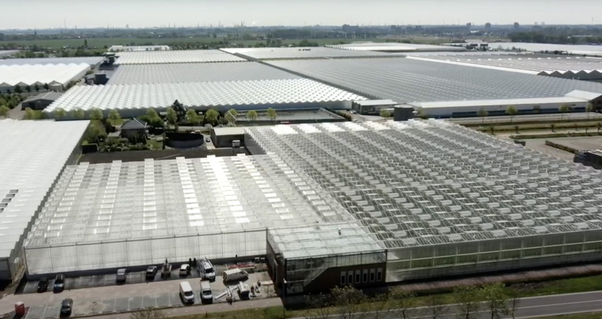 Succesvolle oplevering kwekerij en democentrum Tomato Vision